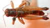 CollectionObject 1543604; df5d1572-b2ea-4caa-965f-73bef9a0b9db: male, dorsal view (lectotype). (CollectionObject).