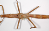 CollectionObject 1558906; 65d4756d-1731-447c-ad04-659534a17e15: copyright MHNG, Geneva. female, mid body (holotype). (CollectionObject).