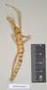 CollectionObject 1559745; 976ed4dd-c93b-4a51-a713-aa1e8d1fee1d, NHMUK(SF IMPORT DUPLICATE) 845075: copyright Natural History Museum, London. female juv. (paralectotype). (CollectionObject).