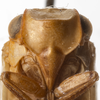 Head on Bulldolonia impressa (Metcalf & Bruner, 1930): (Observation).
