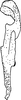 Stylus: !! display not done !! on Utecha trivia (Germar, 1821): Stylus. (Observation).