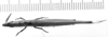 CollectionObject 1521499; 6d260bb7-999e-445c-8b30-066d98328190: Image Carbonell, C.S. female, dorsal view (syntype). (CollectionObject).