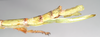 CollectionObject 1558766; d483d5be-8b50-4817-9426-df97e6c2b7c3, NHMUK(SF IMPORT DUPLICATE) 845027: copyright Natural History Museum, London. female: end of abdomen, lateral view of synonym Eurycnema viridissima (lectotype). (CollectionObject).