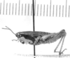 CollectionObject 1524780; 8210e25d-d15a-4f39-acd0-5aea83b45d3c: female, lateral view (holotype). (CollectionObject).