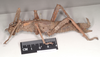 copyright Natural History Museum, London. female, lateral view of synonym Heteropteryx australe (paralectotype). Depicts CollectionObject 1558877; NHMUK(SF IMPORT DUPLICATE) 845212, 8d05db4f-87af-4c7a-8f0e-52f2c4d72468, a CollectionObject.