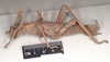 CollectionObject 1558877; NHMUK(SF IMPORT DUPLICATE) 845212, 8d05db4f-87af-4c7a-8f0e-52f2c4d72468: copyright Natural History Museum, London. female, lateral view of synonym Heteropteryx australe (paralectotype). (CollectionObject).
