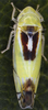 Habitus, dorsal view on Zyginella pulchra Löw, 1885: Habitus (male). (Observation).