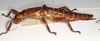 Dryococelus australis (Montrouzier, 1855): copyright Natural History Museum, London. female, lateral view (non type, Lord Howe Island). (Otu).