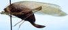 CollectionObject 1522574; ea66e4c7-ab84-4389-9b4c-bdf7fcd4b206: female, lateral view (holotype). (CollectionObject).
