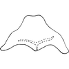 Connective on Anuihuajianga pyramidalis Zhang & Song, 2022: dorsal view. (Observation).