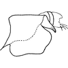 Pygofer, lateral view on Anzygina dumbletoni (Ghauri, 1963): Pygofer, lateral view. (Observation).