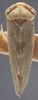 Habitus, dorsal view: !! display not done !! on Agalliopsis stella Oman, 1970: Dorsal. (Observation).