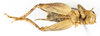 CollectionObject 1476622; 9aab332a-459d-4f9e-ae6b-e71b8501117b, MNHN-EO-ENSIF6929: male, ventral view (holotype). (CollectionObject).