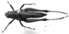 CollectionObject 1567249; NMW 20385, 55f92a37-eedc-4fd3-b9c2-94785b82faa2: Image Carbonell, C.S. female, dorsal view (syntype). (CollectionObject).