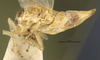 Habitus, lateral view on Antillixius greyi Myers, 1928: (Observation).