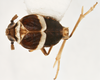 Habitus, dorsal view: !! display not done !! on Pissonotus albivultus Morgan & Beamer, 1949: (Observation).