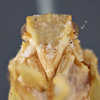 Head on Anormenis obtusa (Melichar, 1902) now Anormenis media (Melichar, 1902): (Observation).