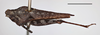 CollectionObject 1536500; f5ca0e16-8d37-4eea-aa41-c7469a72b90e, MZLU178046: female (holotype), lateral view (scale bar 5mm). (CollectionObject).