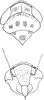 Head: Head, pro-, and mesothorax. (Observation).