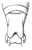 Pseudacrodonta nigrospinosa (Bolívar, 1900): Fig. 18a. male abdomen tip, dorsal view. (Otu).