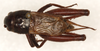CollectionObject 1499331; af9cfb1a-5225-41d7-9962-07a4b1fe993f: male, dorsal view (holotype). (CollectionObject).