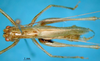 CollectionObject 1521368; 1eabd2a7-f3c3-41d2-9393-66eb2acc7530: male, dorsal view (holotype). (CollectionObject).