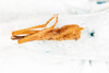 CollectionObject 1585447; 900dfe2b-4398-4e35-9616-7b9b0eb0b9b0: male, ventral view (syntype). (CollectionObject).