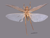 CollectionObject 1590425; 9531c51c-3f29-4cd2-9eb3-53287efb6dc0, MPEGMPEG ORT 16017606: male, body dorsal view, with open wings (holotype). (CollectionObject).
