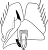 Subgenital plate: !! display not done !! on Turrutus socialis (Flor, 1861): Subgenital plate. (Observation).
