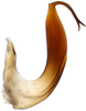 Aedeagus, lateral view on Bonamus jussaral Zahniser, 2021: (Observation).