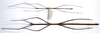 CollectionObject 1590026; b3f258cf-c573-4560-affb-f30068917691: copyright MNHN, Paris. female (holotype) and male (paratype). (CollectionObject).