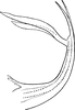 Aedeagus, lateral view on Edwardsiana nigriloba (Edwards, 1924): Aedeagus, lateral view. (Observation).