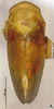 Habitus, dorsal view: !! display not done !! on Batracomorphus (Batracomorphus) gracilis Li & Wang, 2003 now Batracomorphus (Batracomorphus) irroratus Lewis, 1834: (Observation).
