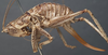 CollectionObject 1506633; efedf1cb-7f69-45bb-a940-a8c60325d435: female, lateral view (syntype). (CollectionObject).