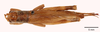 CollectionObject 1522922; f7c11a14-cd10-4a4e-a5c4-e3f487b09250: female, dorsal view (holotype). (CollectionObject).