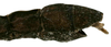 CollectionObject 1564005; fa58844b-c3cf-4249-9bc3-8d4e75f4452d: copyright ISNB, Brussels. male: end of abdomen, lateral view (paratype). (CollectionObject).