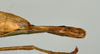 CollectionObject 1559846; abb1d81c-bde9-4d41-9cf0-f80d4edba0ee: copyright USNM, Washington. (CollectionObject).;CollectionObject 1559847; e611e944-2d48-40fc-b5bd-7cd65ae6fc57: copyright USNM, Washington. (CollectionObject).