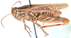 Calliptamicus semiroseus (Serville, 1838): lateral view. (Otu).