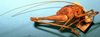 CollectionObject 1520561; 5f38c52c-1260-40dd-9c3e-3dc2c6e38f16: male, lateral view. (CollectionObject).