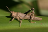 FieldOccurrence 354; d8449200-c6dd-4e01-9c57-c5eac8cb801e; Tanzania
Lake Chala area, eastern slopes Mount Kilimanjaro, 2013/10/??: female. (FieldOccurrence).