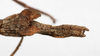 CollectionObject 1561879; 05e770bd-4413-43be-a4bf-4e5a48ea5640: copyright MHNG Geneva. female: end of abdomen, dorsal view (holotype). (CollectionObject).