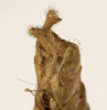 CollectionObject 1529781; 66931fa1-2cb6-499b-820f-e8f28854dfad: male subgenital plate (holotype). (CollectionObject).
