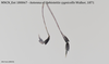 CollectionObject 1585483; d546f7ee-2606-440a-be2b-91dfc89ffb06: female, antenna. (CollectionObject).