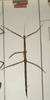 CollectionObject 1560794; NMW 811, 04508981-34f4-40aa-8745-a2dc241b85e4: copyright NMW, Vienna. female of synonym Bacteria integra (holotype). (CollectionObject).