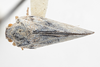 Habitus, dorsal view: (Observation).