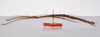 CollectionObject 1563556; 1bf13562-0a32-48bc-9da7-2b38cc70b074: copyright ZMHB, Berlin. female Dixippus jejunus, dorsal view (paralectotype). (CollectionObject).;CollectionObject 1563557; c091931c-2b98-41b9-b163-46a243f59248: copyright ZMHB, Berlin. female Dixippus jejunus, dorsal view (paralectotype). (CollectionObject).