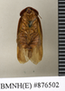 CollectionObject 1573038; 34c0ae56-5887-4d04-840f-1aaab3d7e937: Copyright Natural History Museum, London. Non-type (adult male) in BM(NH). Ventral view. (CollectionObject).