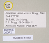 CollectionObject 1559428; c36cbd4a-278a-43d6-8645-4e0e55dd1f0a: copyright Natural History Museum, London. female, data labels of synonym Lonchodes hosei herberti (paratype). (CollectionObject).;CollectionObject 1559429; 7de651f1-0c17-42a0-9679-746db1a10735: copyright Natural History Museum, London. female, data labels of synonym Lonchodes hosei herberti (paratype). (CollectionObject).