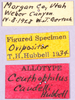 CollectionObject 1499642; f3dd538b-061c-4365-9bcc-5dfaf6e83db9: labels (allotype). (CollectionObject).