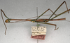 CollectionObject 1560472; NMW 649, a82f44a3-034e-466c-beff-f4f284b955a0: copyright NMW, Vienna. male, lateral view (holotype). (CollectionObject).